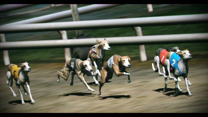 Thể Thao Ảo - Xu Hướng Cá Cược Mới Nhất Hiện Nay 5 Đua chó ảo: Cuộc đua đầy bất ngờ
