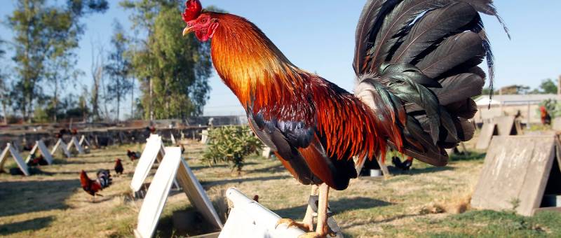 Tìm hiểu giống gà và đặc điểm chiến kê